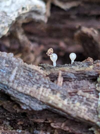 I found a really nice white slime mold growing at a park near my house. :  r/mycology