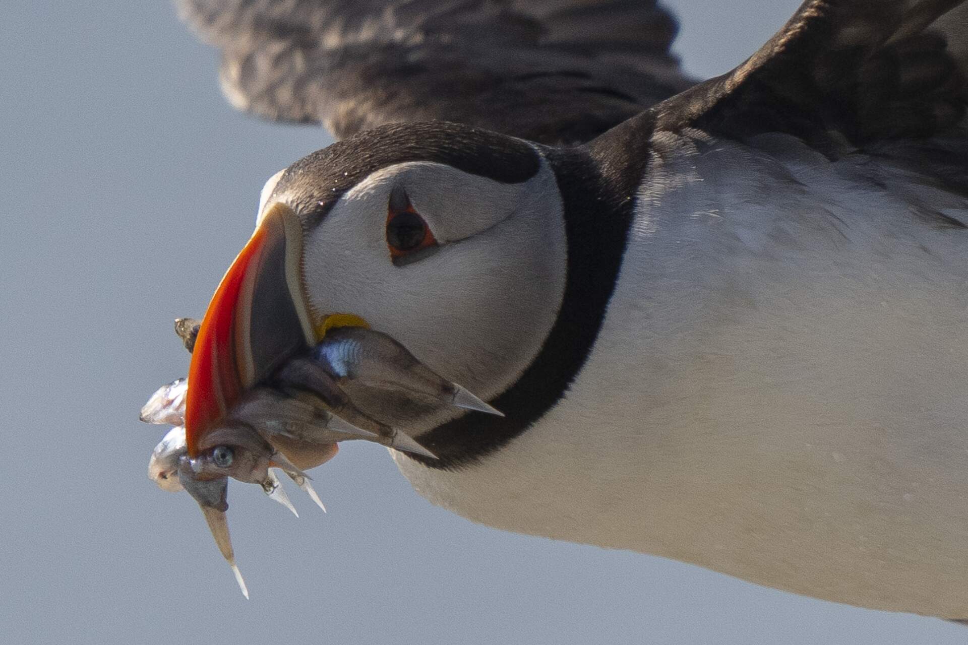 An Atlantic puffin flies with baitfish to feed its chick on Eastern Egg Rock, Maine on Aug. 5. (Robert F. Bukaty/AP)