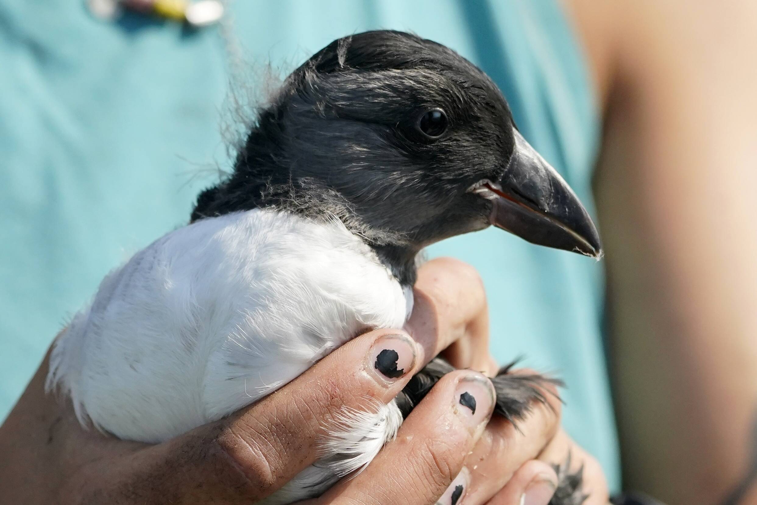 An Atlantic puffin chick is held by a biologist before being measured and banded. (Robert F. Bukaty/AP)