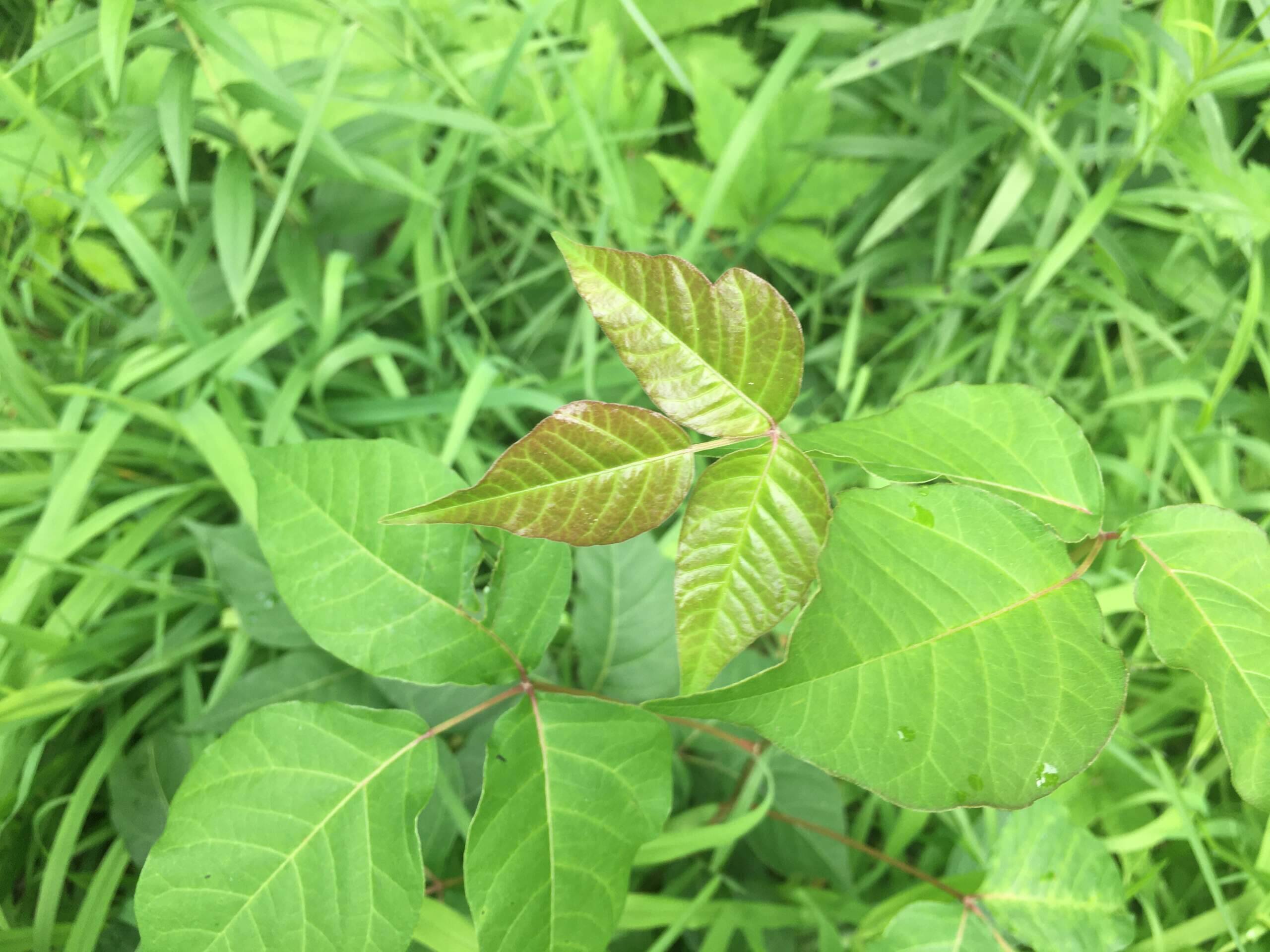 Don't Touch! A Scientist's Advice For Spotting Poison Ivy Before It Ruins  Your Summer : Shots - Health News : NPR