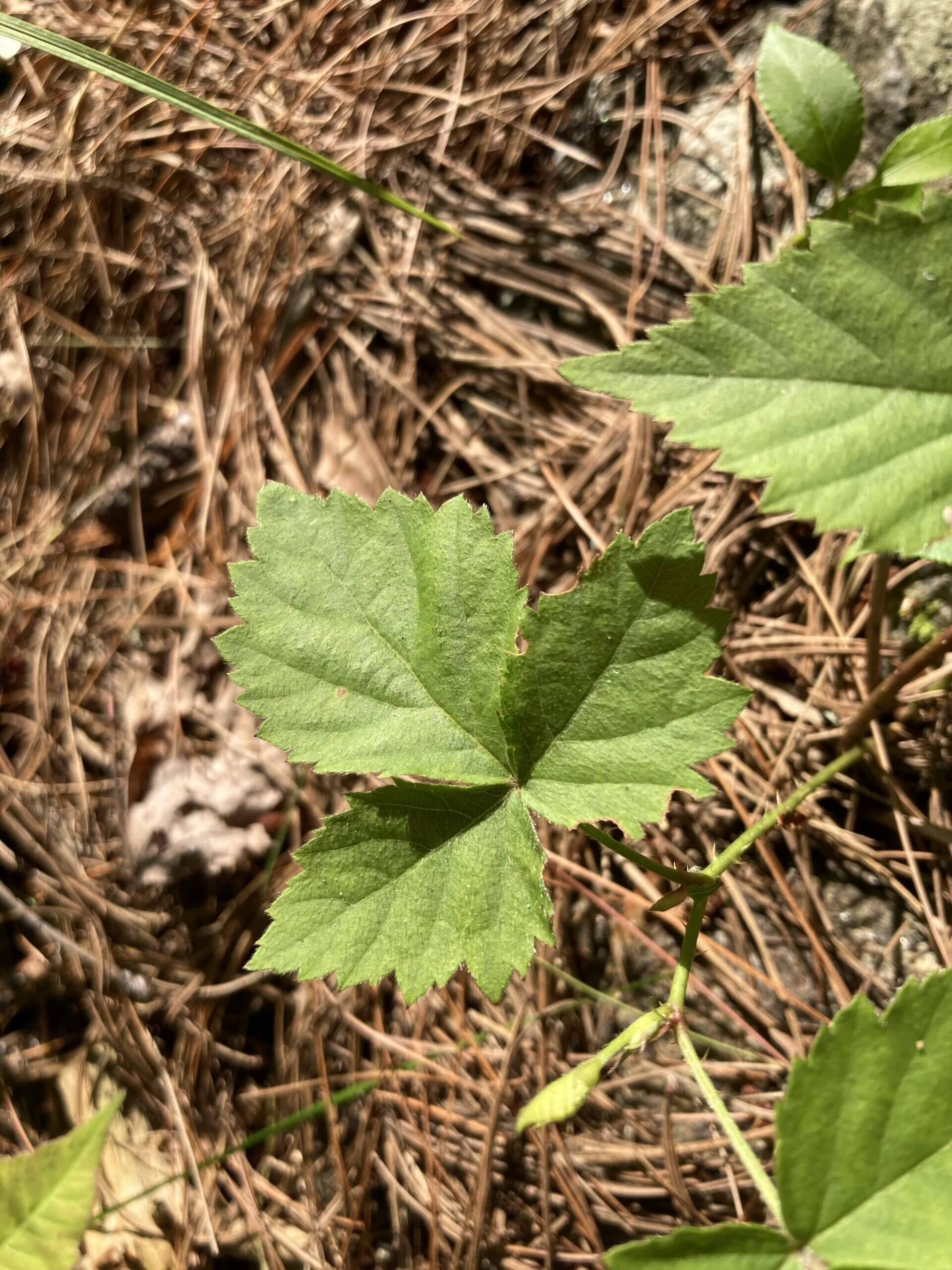 Poison ivy seems to thrive under climate change : Shots - Health News : NPR