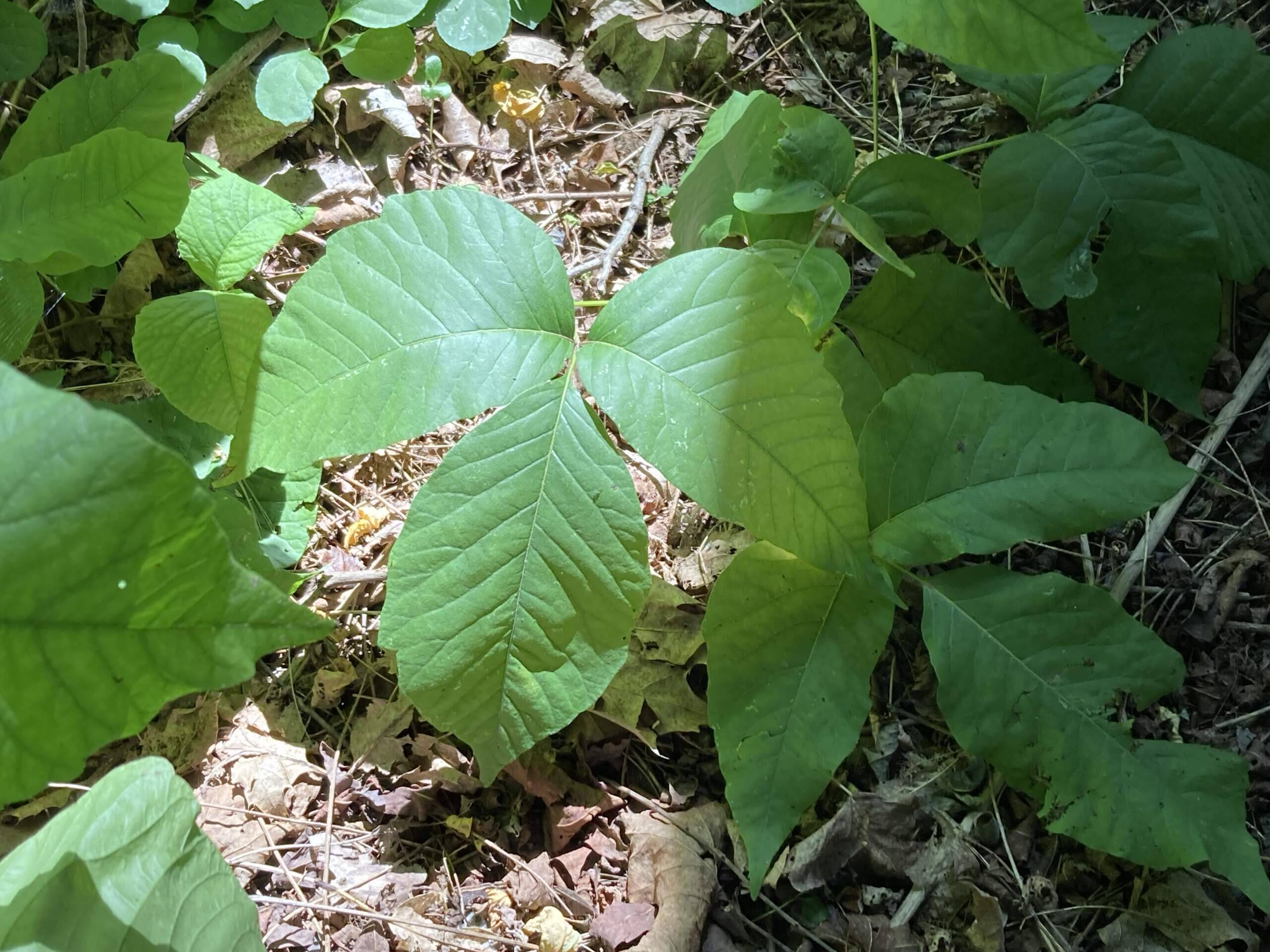 Poison ivy seems to thrive under climate change : Shots - Health News : NPR