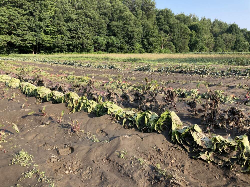 Ruined crops at Natural Roots Farm in Conway, Mass., after the July, 2023 floods. Photo by David Fisher