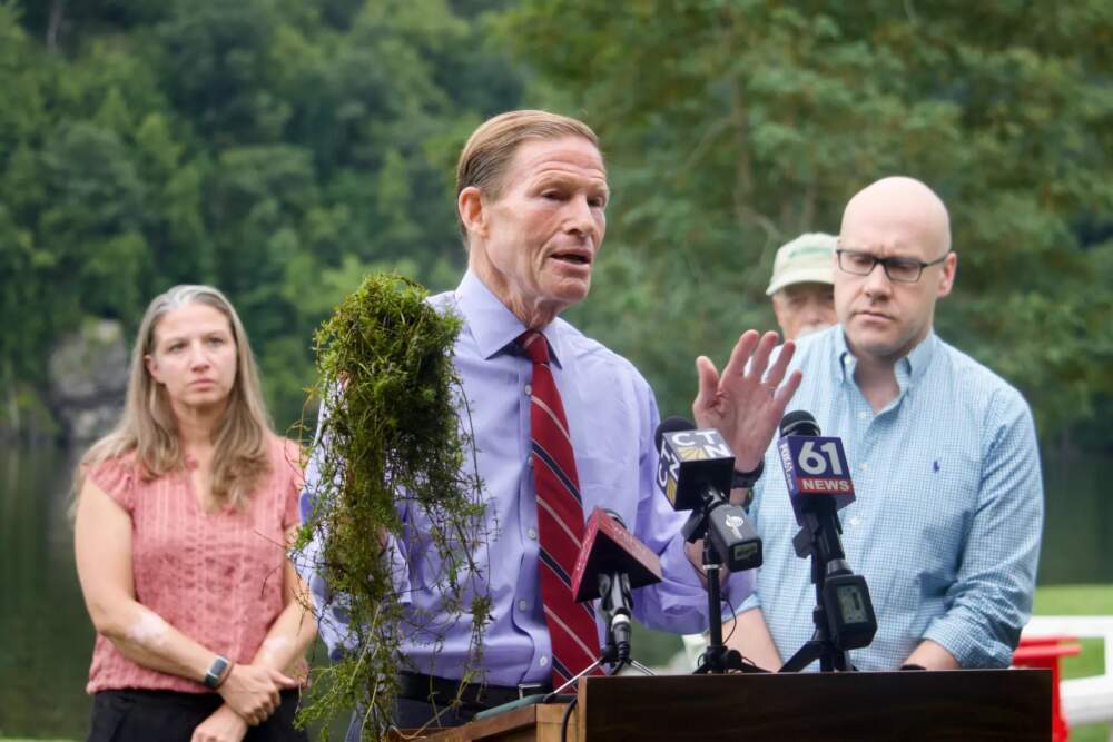 U.S. Sen. Richard Blumenthal holds a handful of Hydrilla at a press conference. (Molly Ingram/WSHU)