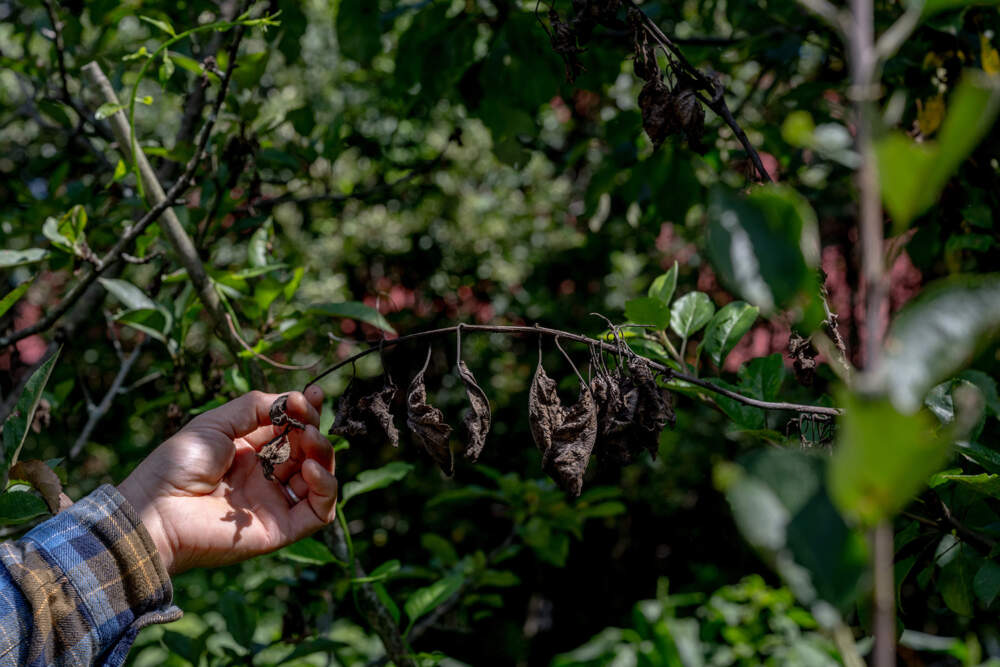 This apple tree is infected with fire blight, a contagious bacterial disease. (Raquel C. Zaldivar/New England News Collaborative.