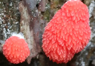 Matt's first slime mold, Tubifera ferruginosa. (Courtesy of Regular Slime Guy)