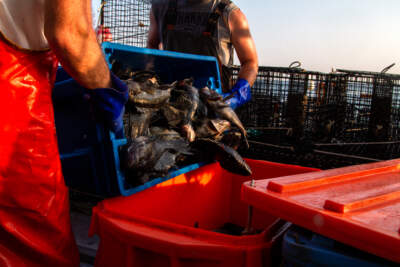 Why are we seeing more black sea bass in Rhode Island and Massachusetts?