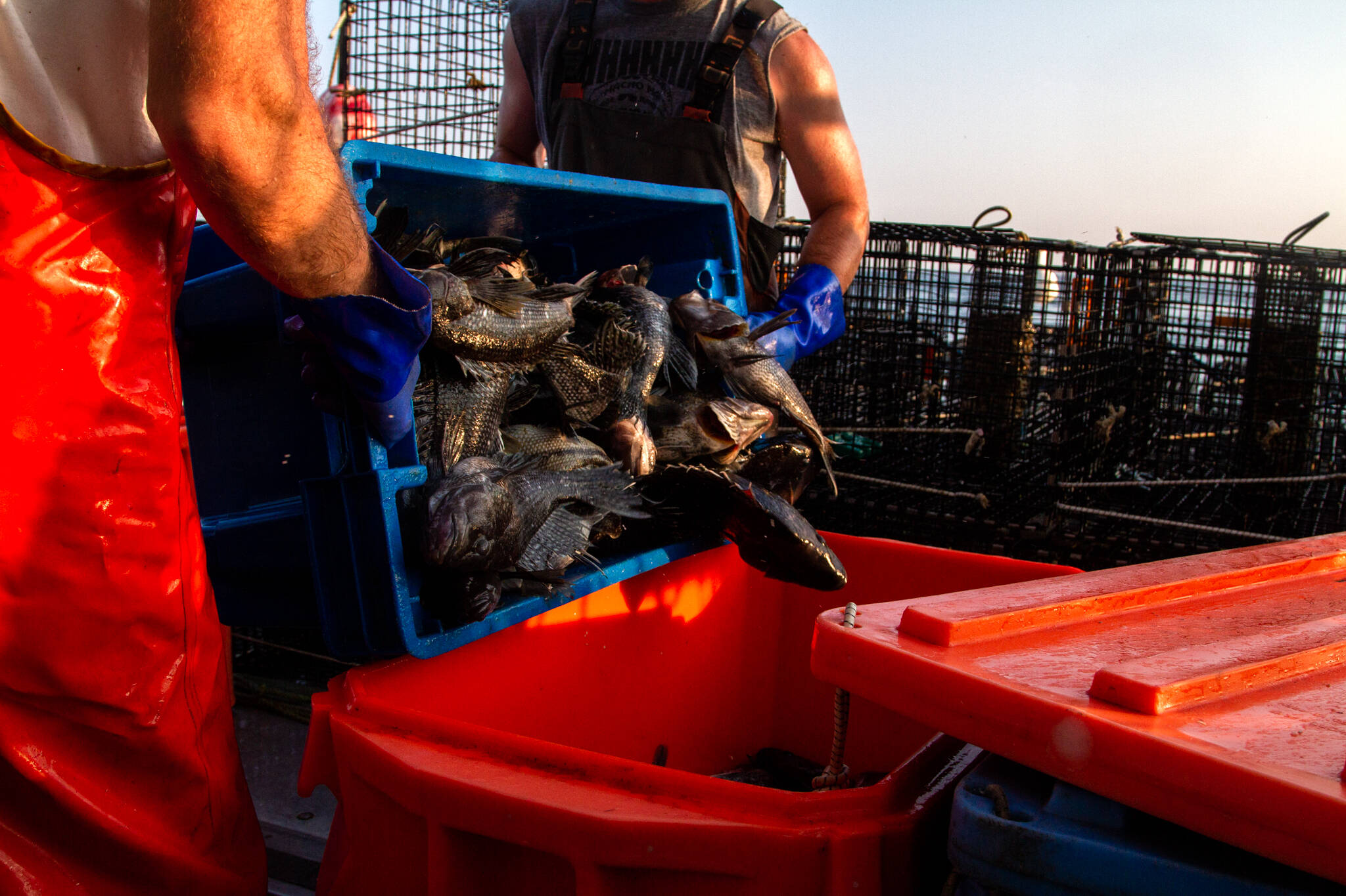 Why are we seeing more black sea bass in Rhode Island and Massachusetts?