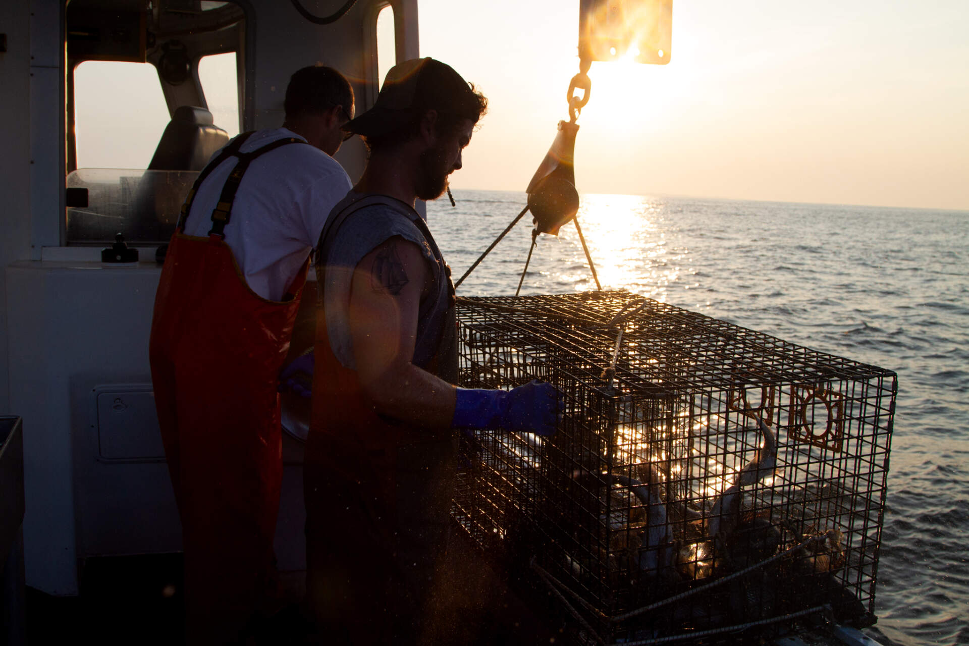 A fisherman pulls up a trap holding black sea bass. (Olivia Ebertz/The Public's Radio)
