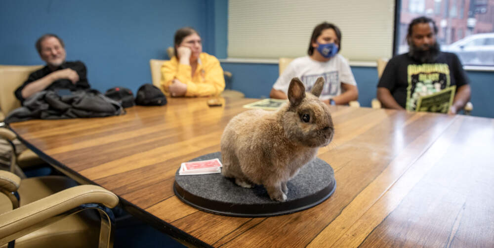 Peanut the rabbit waits for the magic to begin at a meeting of the Society of American Magicians in Salem. (Robin Lubbock/WBUR)
