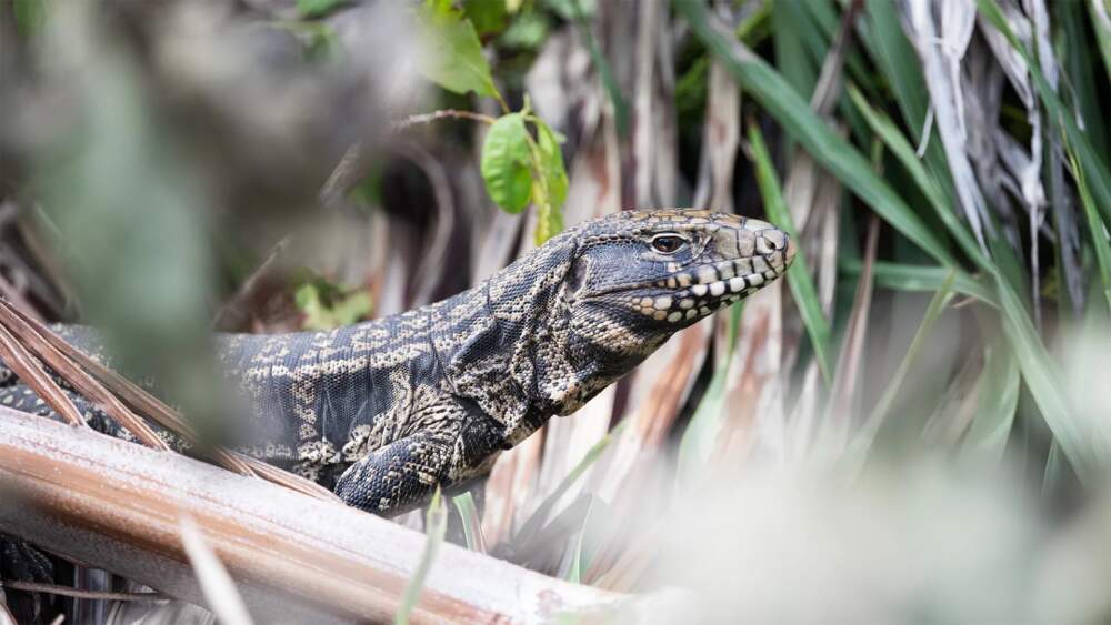 An Argentine black and white tegu is seen in Florida. The large lizard is native to South America. (Courtesy of Benji Jones)