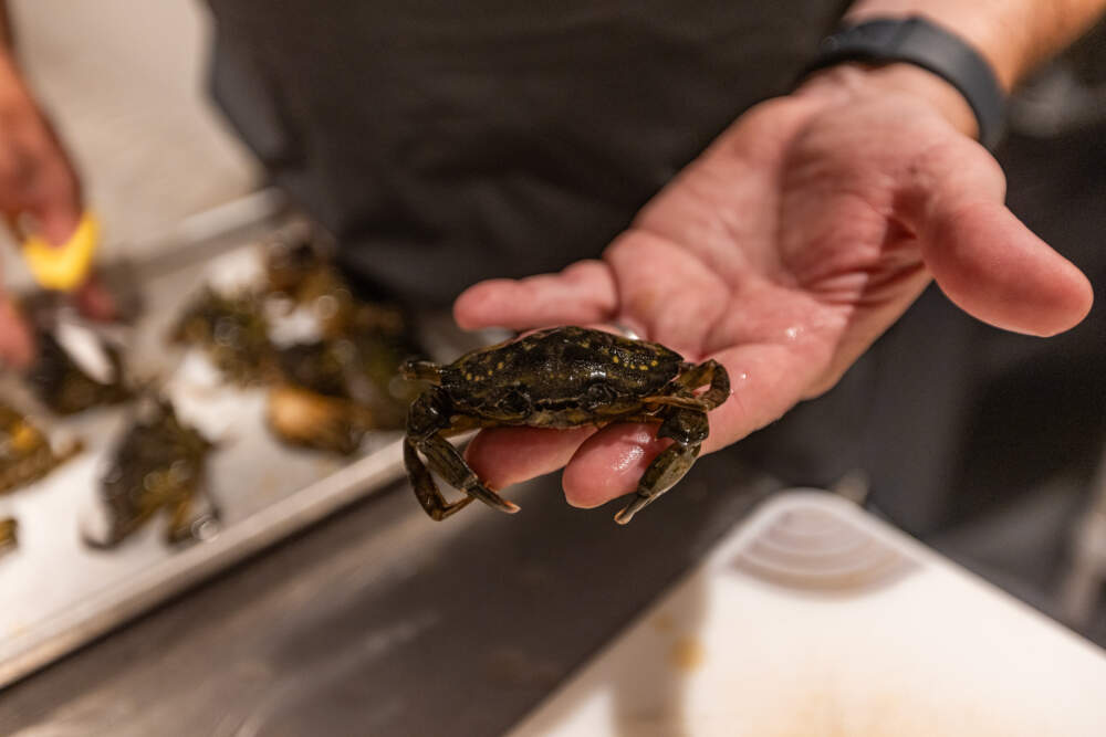 Chef Jeremy Sewall of Row 34 holds a green crab before preparing it to make a green crab slider. (Jesse Costa/WBUR)