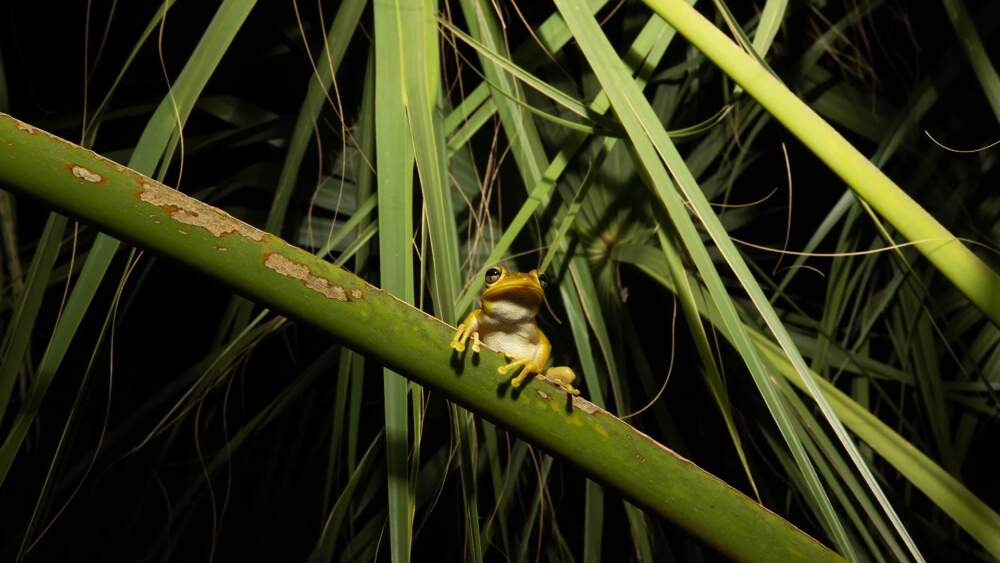 The Cuban tree frog is native to — you guessed it — Cuba and a handful of other Caribbean islands. (Courtesy of Benji Jones)