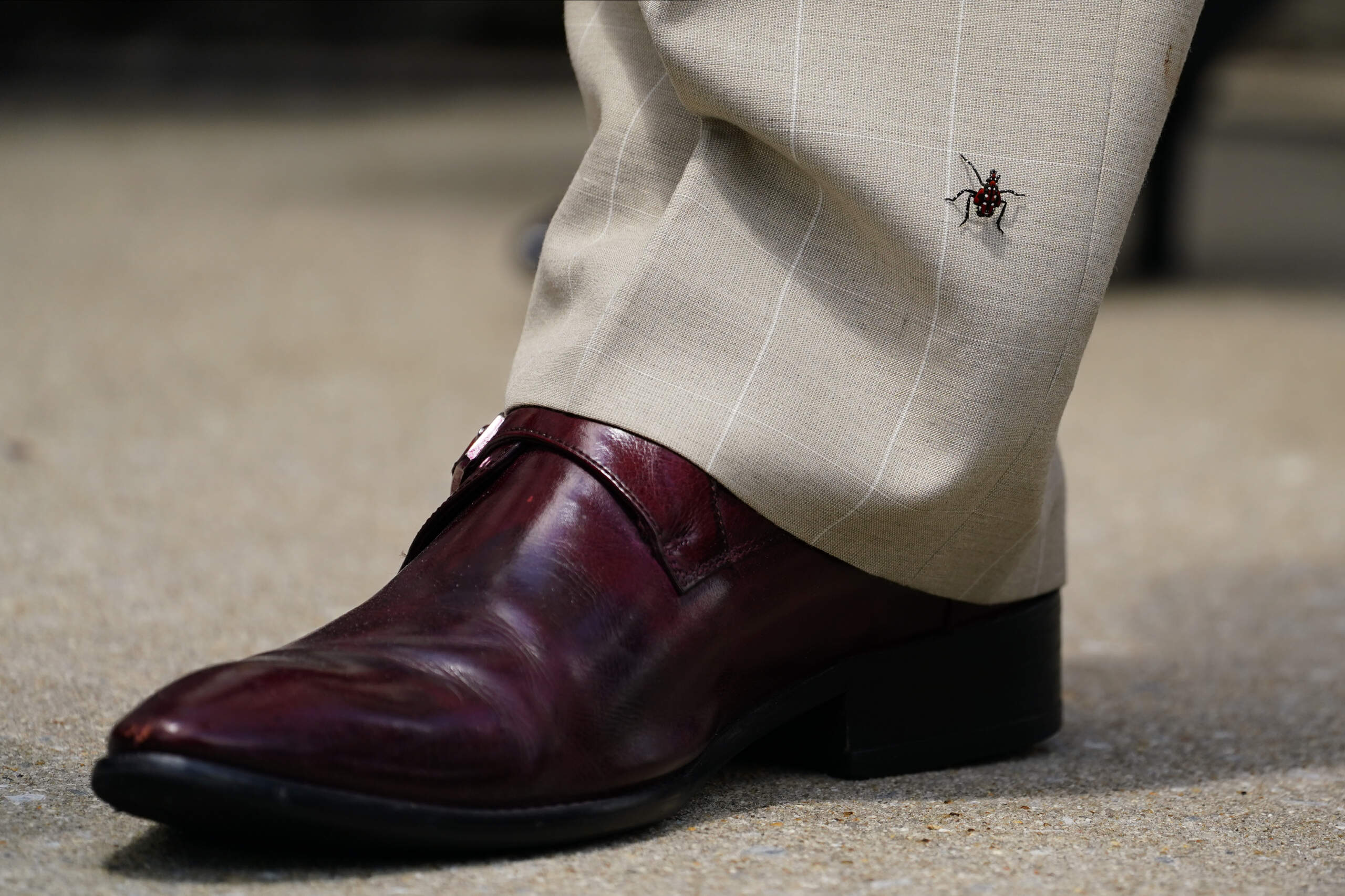A spotted lanternfly nymph climbs the leg of Pennsylvania state Sen. Vincent Hughes during a 2021 rally in Philadelphia. (Matt Slocum/AP)