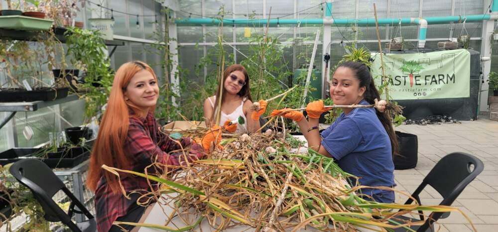 Climate Corps youth cleaning garlic for Eastie Farm CSA farm share, summer 2023. Photo by Jenny Wechter, Eastie Farm