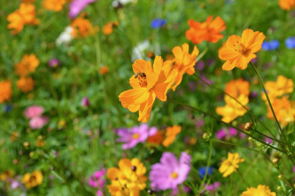 A bee alights on an orange flower in the first meadow Natalie Gilliard and her husband Jonathan Yacko created in 2021.A bee alights on an orange flower in the first meadow Natalie Gilliard and her husband Jonathan Yacko created in 2021. (Nina Keck/Vermont Public)