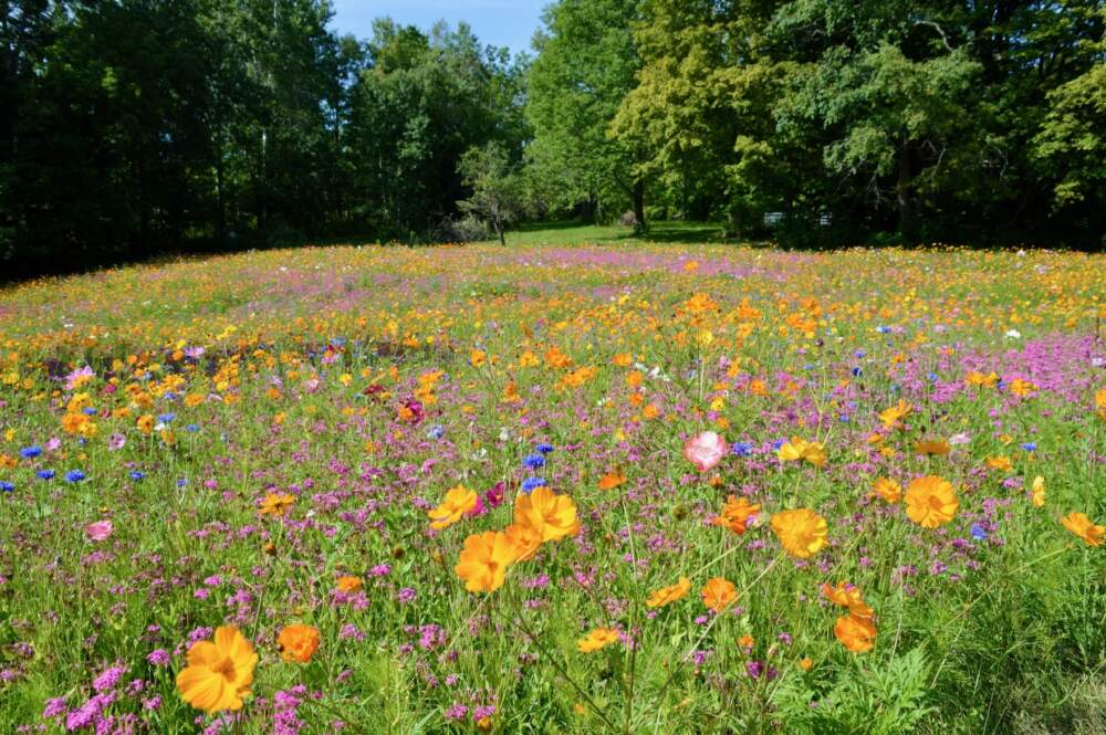 Natalie Gilliard and Jonathan Yacko planted their first meadow in 2021. This is what it looked like in mid August of that year. It was near the road where people could see it driving by. (Nina Keck/Vermont Public)