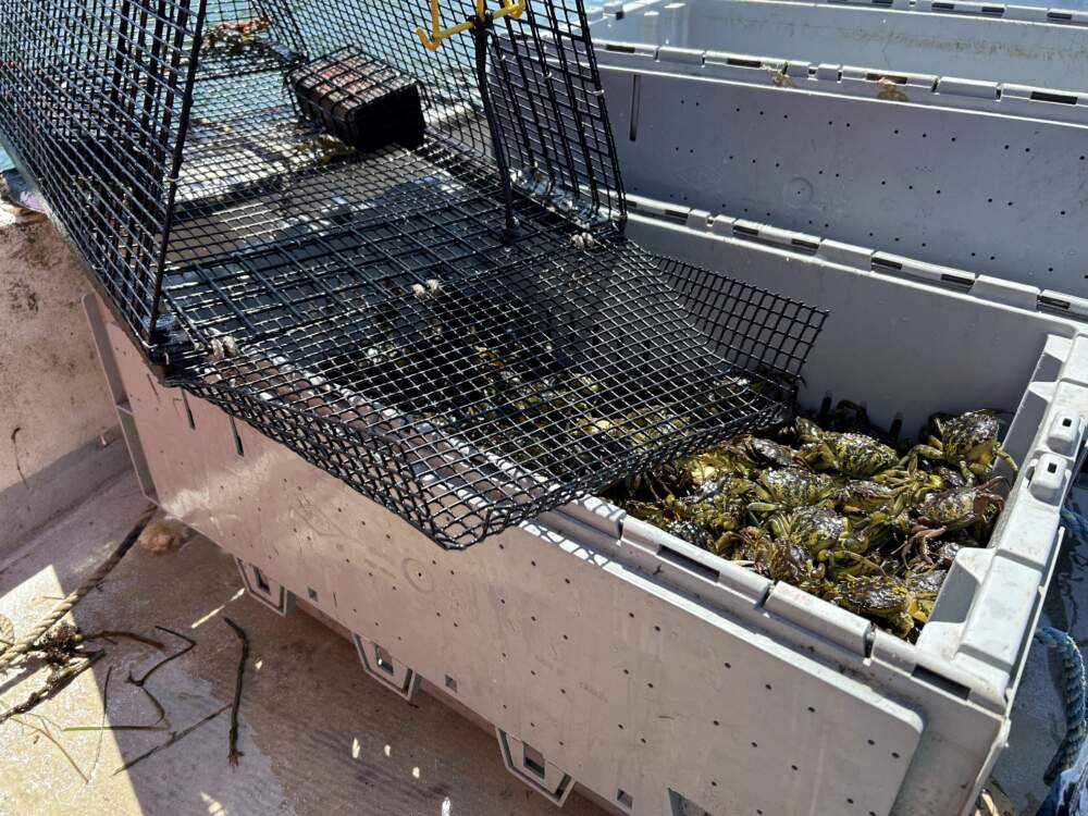 A recently emptied trap with a green crab bounty at Brave Boat Harbor in York, Maine. Each trap can hold up to roughly 40 pounds of green crabs. (Amanda Beland/WBUR)