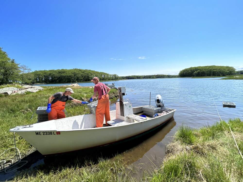 Sam Sewall and Mike Massi unload the morning's catch of green crabs at Brave Boat Harbor in York, Maine. (Amanda Beland/WBUR)