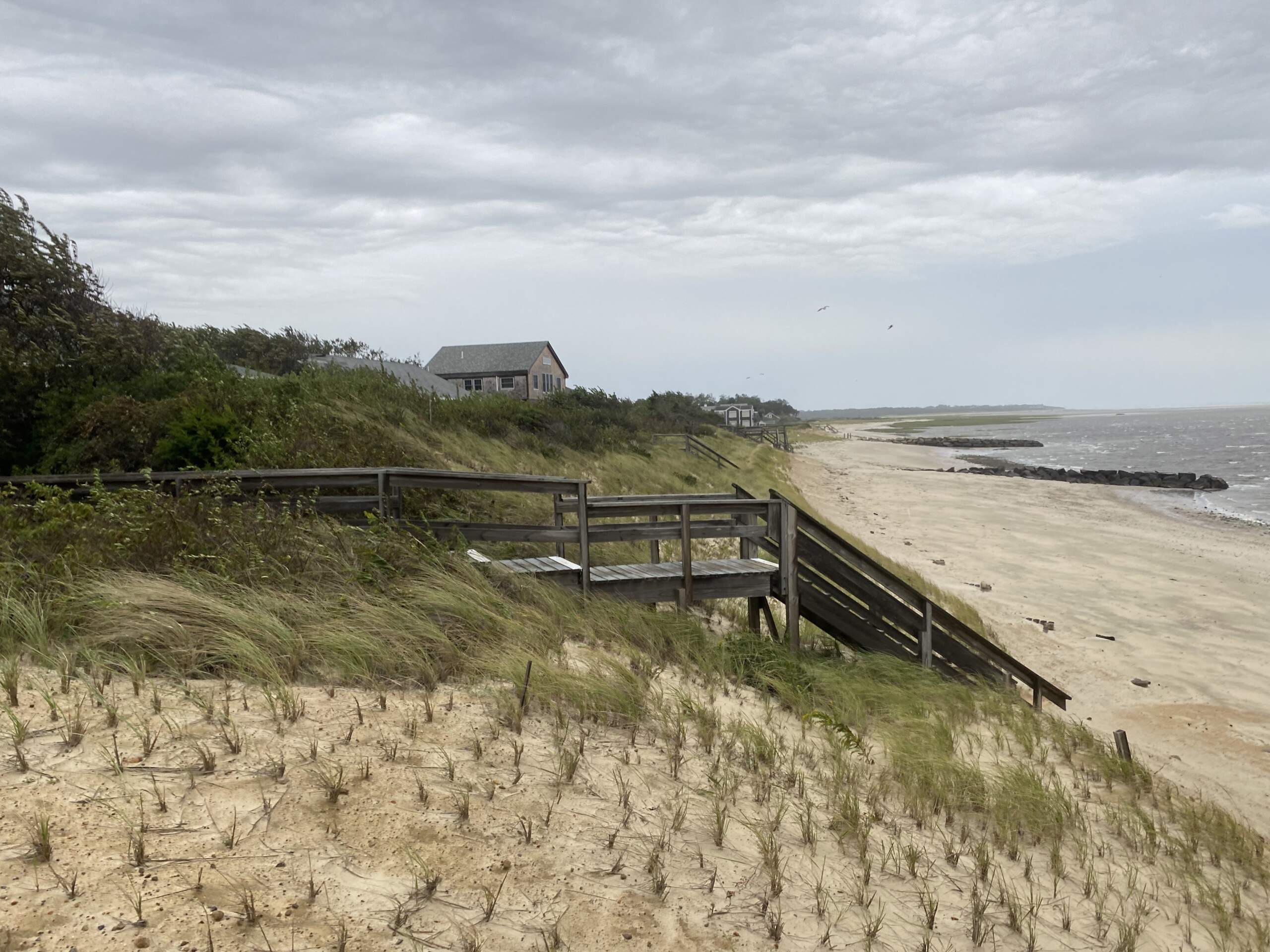 Dune grass whips in the wind along the beach in Brewster on Cape Cod (Miriam Wasser/WBUR)