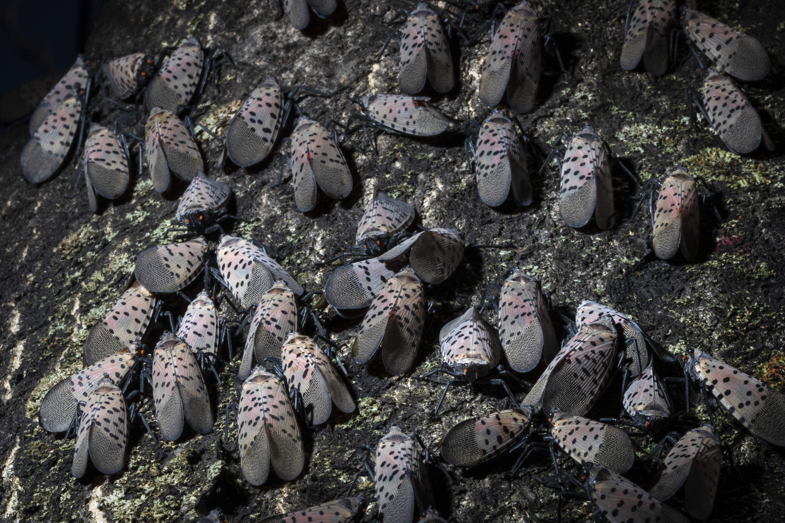 Spotted lanternflies gather on a tree in Kutztown, Pennsylvania. (Matt Rourke/AP)