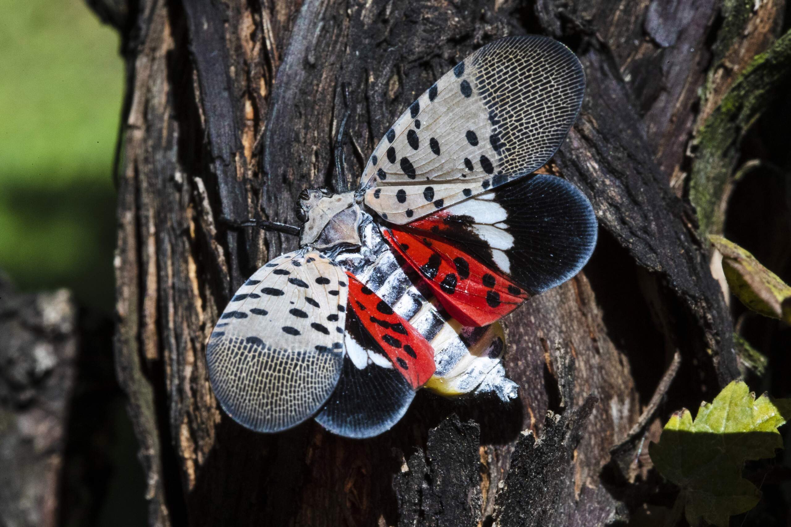 A spotted lanternfly at a vineyard in Kutztown, Pennsylvania. (Matt Rourke/AP)