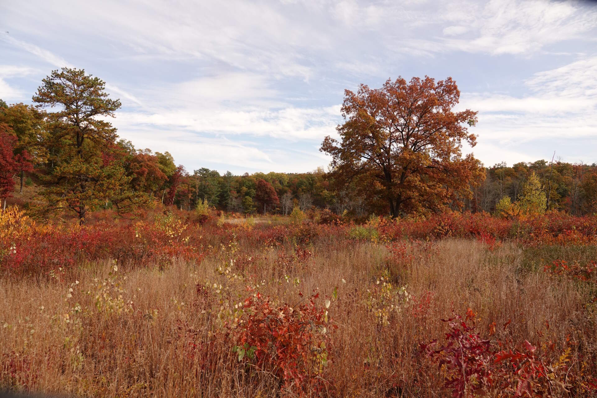 The area around Muddy Brook. (Courtesy of MassWildlife.)