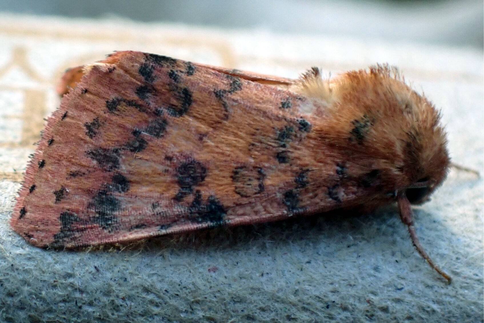 Orange sallow moths returned to the greater Muddy Brook Valley following habitat restoration works. (Courtesy of MassWildlife.)