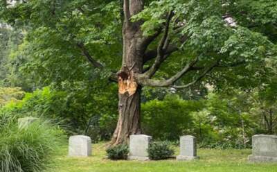 How do you mourn a tree?