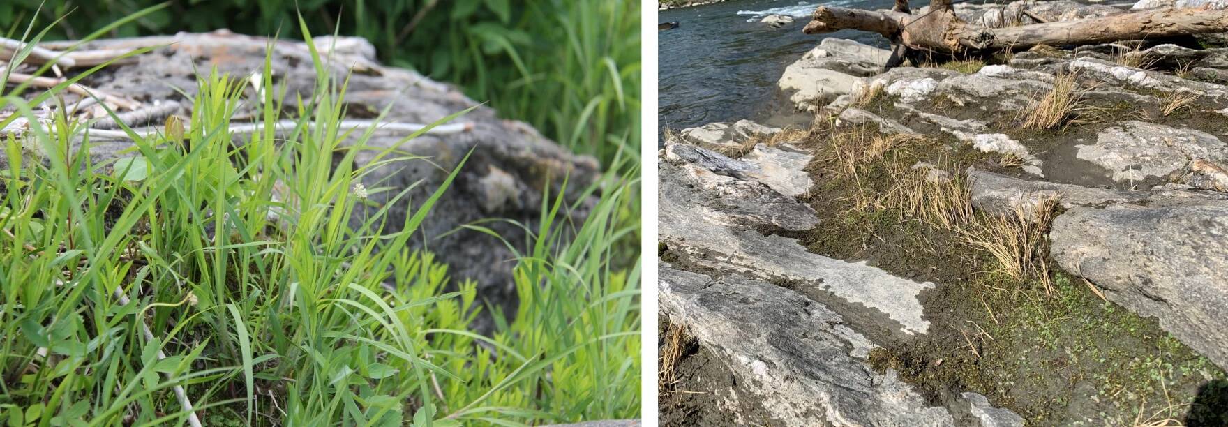 The same protected site along a river, on a visit in June on the left, and a visit in August on the right, after flooding washed away much of the soil and plants in the area. (Left: Lexi Krupp/Vermont Public. Right: Aaron Marcus/Vermont Fish and Wildlife via Vermont Public)