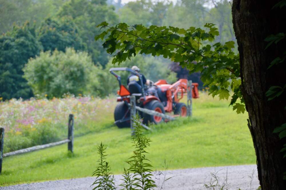 Jonathan Yacko now mows considerably less yard than when he and his wife first bought their house in North Chittenden. In 2021 they turned part of the yard into a wildflower meadow and created a second one with their next-door-neighbor this summer. (Nina Keck/Vermont Public)