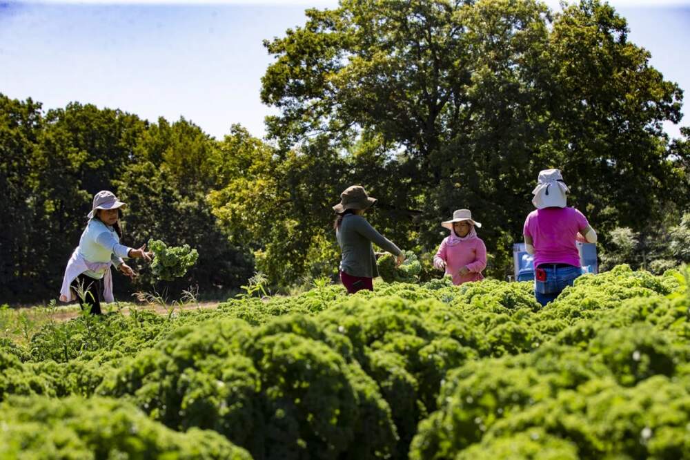 A worker tosses a bunch of kale onto a pile on the ground which she has just harvested at Farmer Dave’s farm in Dracut, Massachusetts. (Jesse Costa/ WBUR)