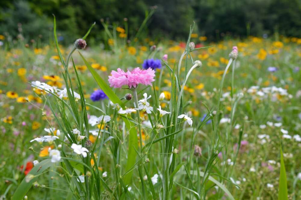 Wildflowers to Plant in Spring for a Summer Color Explosion in Your Yard