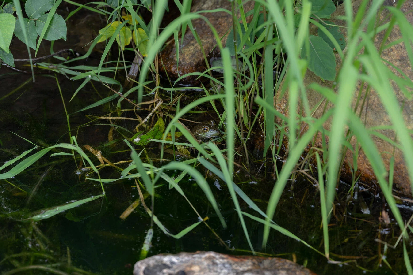 "We used to come down here and get bullfrogs," Pocknett said. "Walking through here, you heard no frogs." Eventually, one poked its head up in the shallow end of Santuit River. "One frog the whole time we've been here," he said.