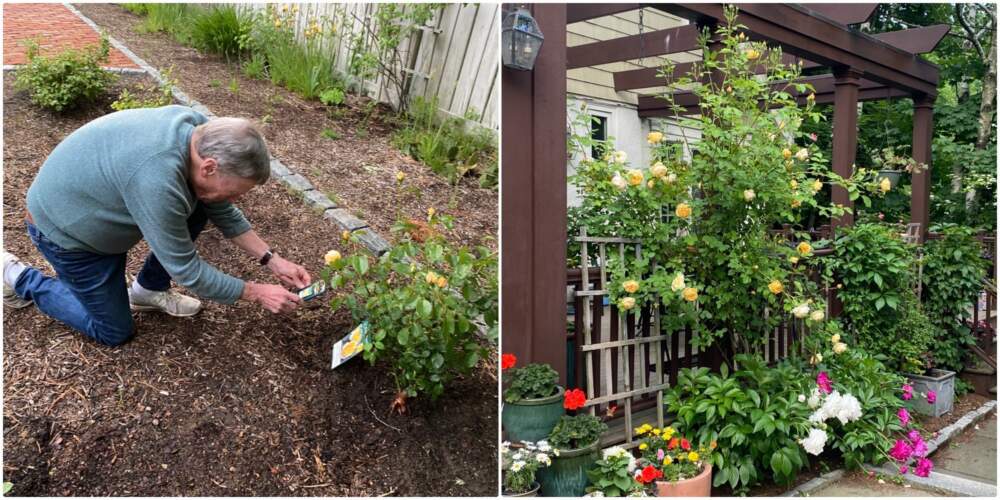 Jack Thomas favored David Austin roses in his garden. (Courtesy Geri Denterlein)