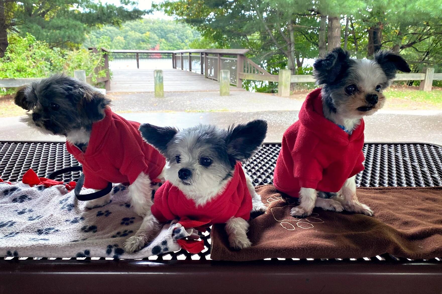 Gizmo (at right), a school therapy dog made famous by a mental health guidebook for kids, is retiring after 12 years. Stepping into his paw prints are his younger brother Gadget (center) and pal Tiny Teddy (left), both certified therapy dogs. The trio often meet for play dates here at Northwest Park in Manchester. (Sujata Srinivasan/Connecticut Public Radio)
