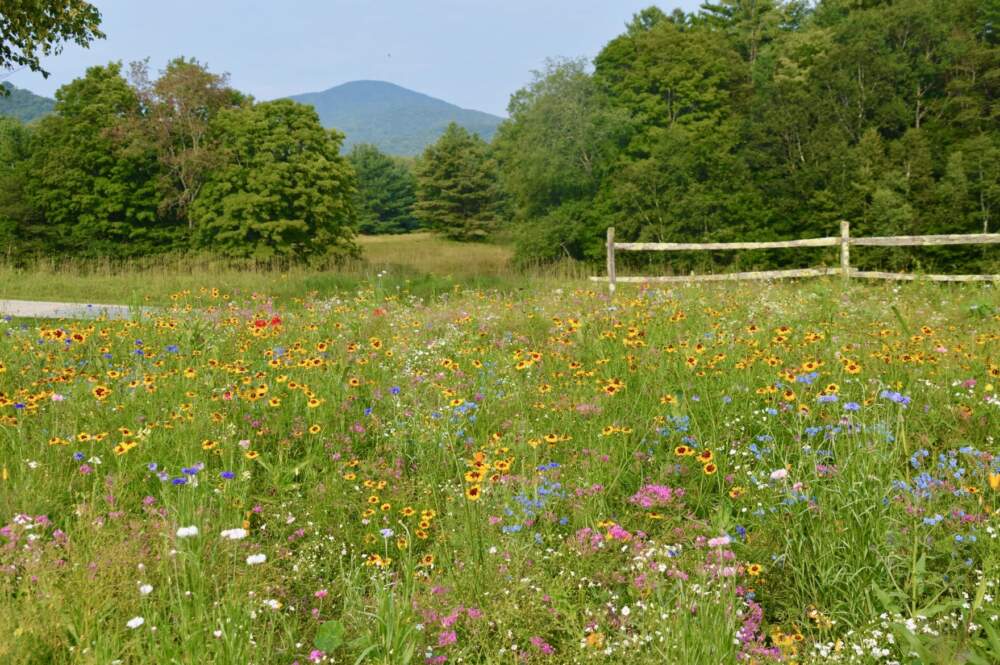 Despite the crazy weather this summer the couple has been thrilled by all the blossoms: blue cornflowers, yellow and red poppies, pink catchfly, Siberian wallflowers, sweet William, and foxglove to name just some of what's been blooming. (Nina Keck/Vermont Public)