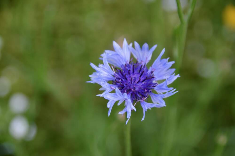 The couple says they've spent about $1,500 on wildflower seeds that are native to the area. Jonathan Yacko says that's covered two plantings on the first meadow and one on the newer plot. (Nina Keck/Vermont Public)