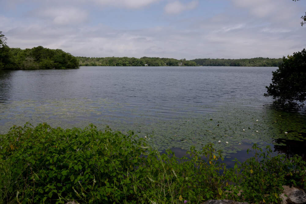 The Santuit Pond, which members of the Mashpee Wampanoag tribe say has been in decline for hundreds of years. (Raquel C. Zaldívar/New England News Collaborative)