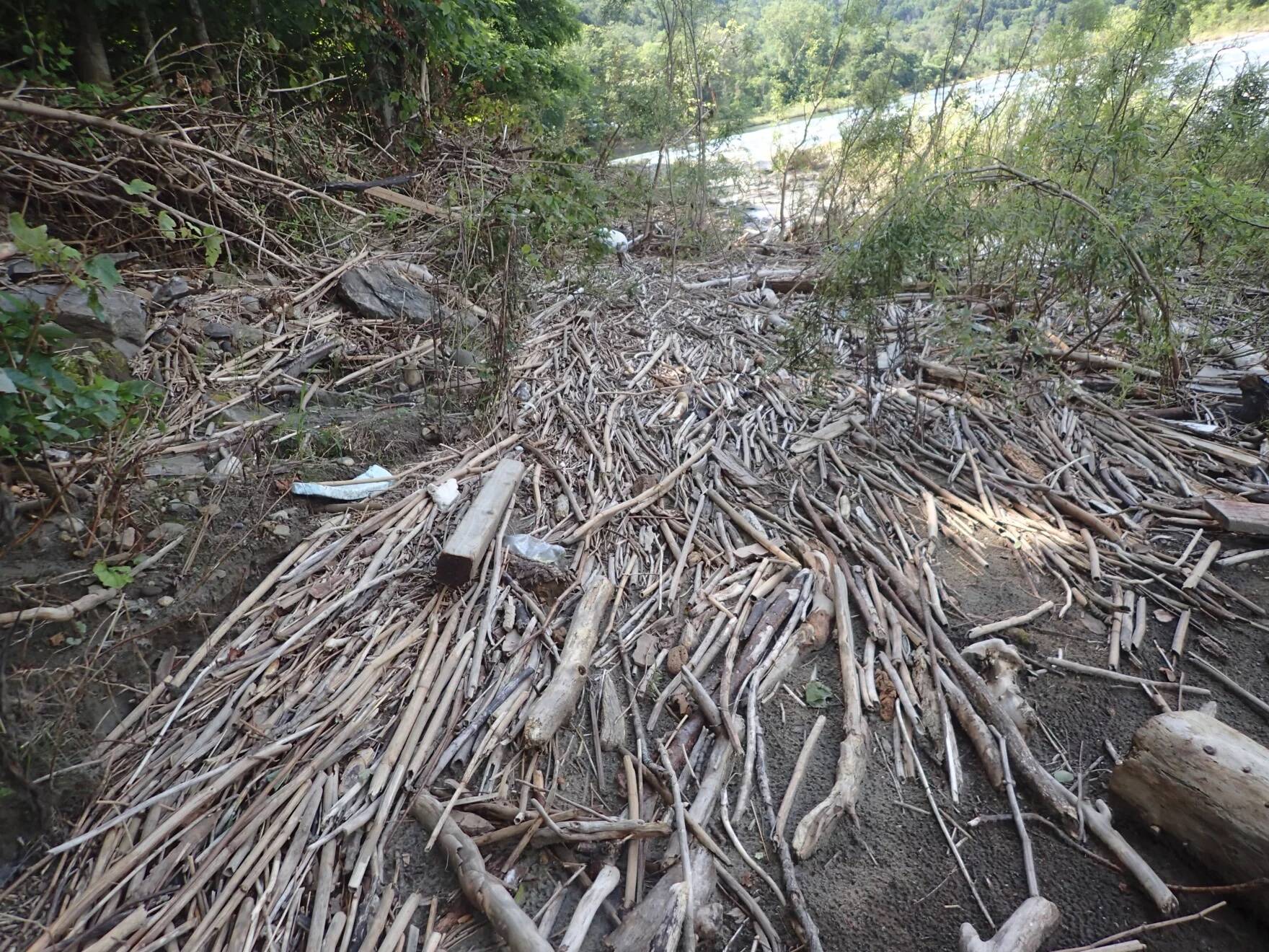 This year's flooding occurred during the height of the growing season, when many of the state's plants are not adapted to being underwater. (Aaron Marcus/Vermont Fish And Wildlife)