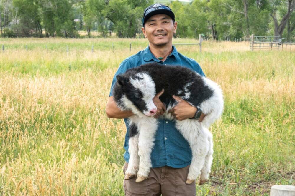Ranch manager Namgya and a days-old calf in pasture at the Smiling Buddha Ranch. He is one of three Sherpas from Tibet adopted by ranch co-owner Peter Hackett. (Hart Van Denburg/CPR News)