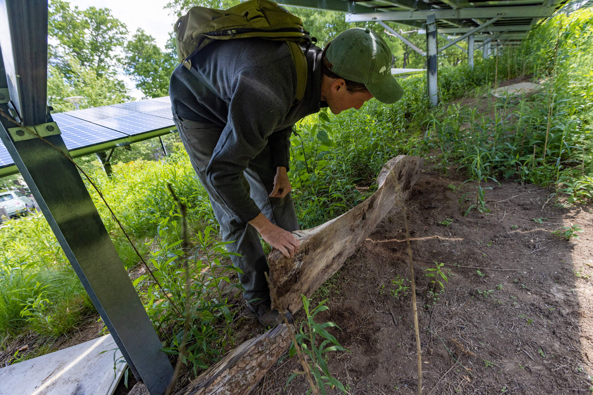 Brendan Keegan, horticultural expert at the Weld Research Building of the Arnold Arboretum, looks for any signs of insect activity under some rotting wood he placed beneath the solar arrays in the pollinator garden. (Jesse Costa/WBUR)