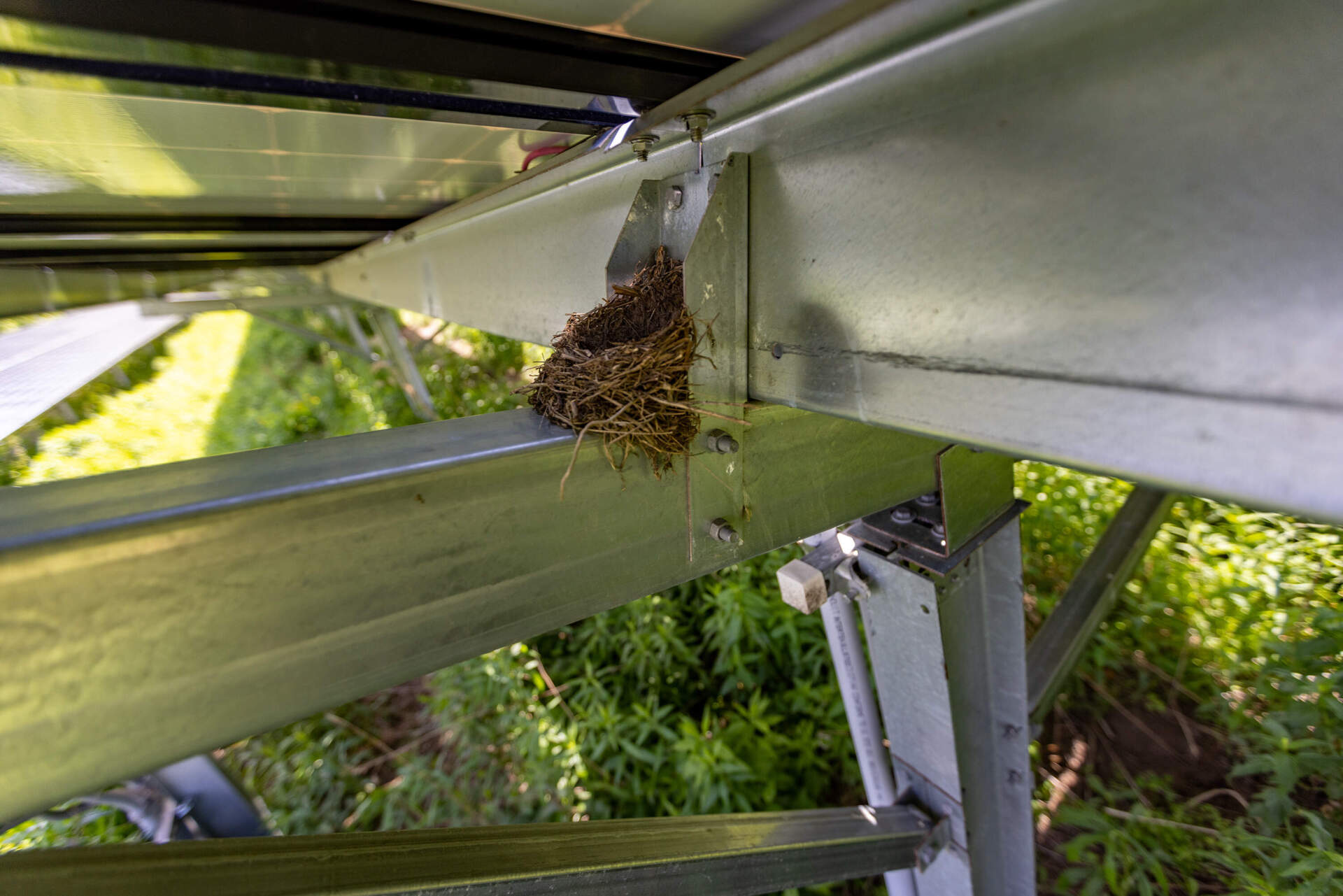 A finch nest beneath one of the solar arrays in the pollinator garden at the Weld Research Building of the Arnold Arboretum. (Jesse Costa/WBUR)