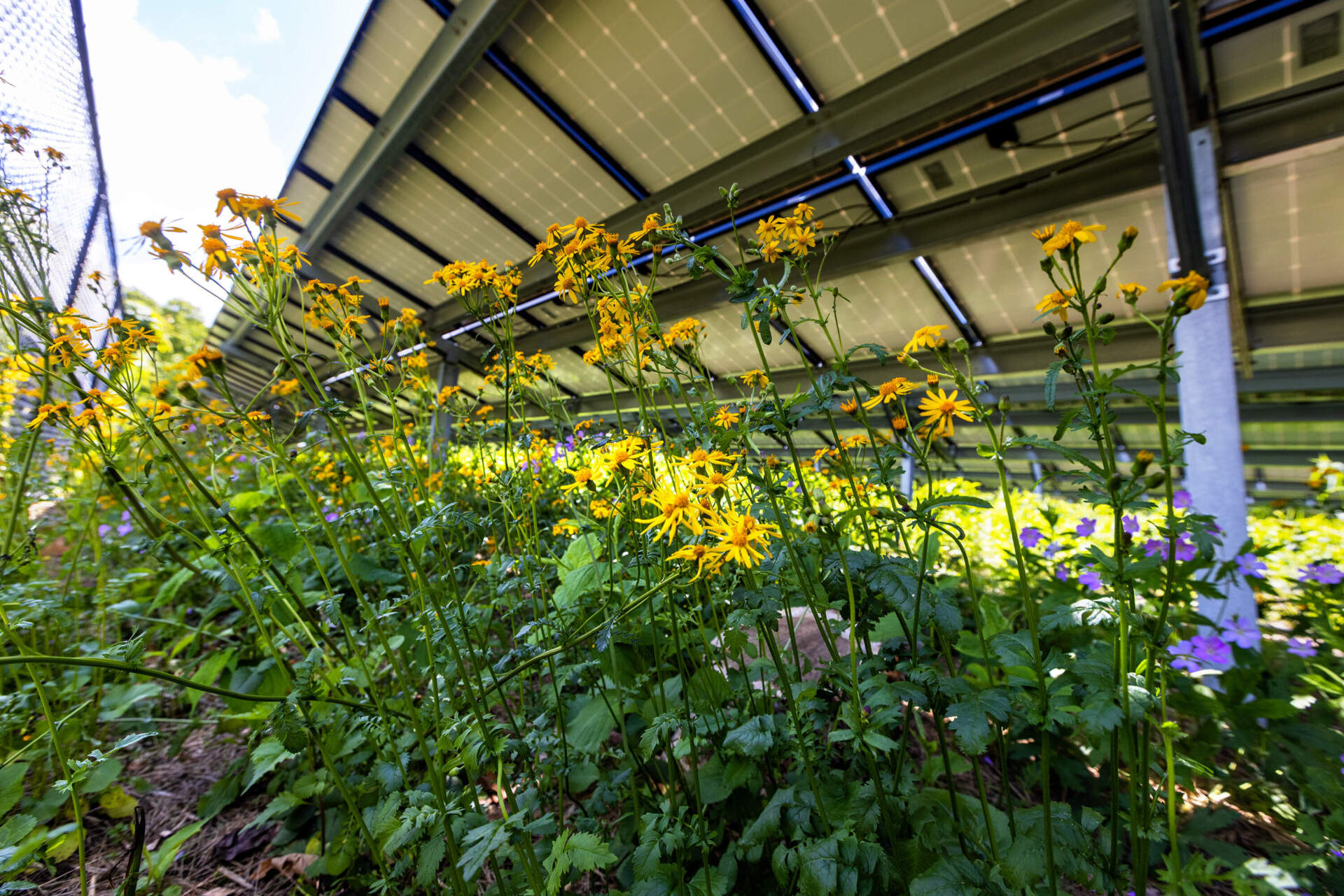 Wildflowers growing beneath the solar arrays in the pollinator meadow at the Weld Research Building of the Arnold Arboretum. (Jesse Costa/WBUR)