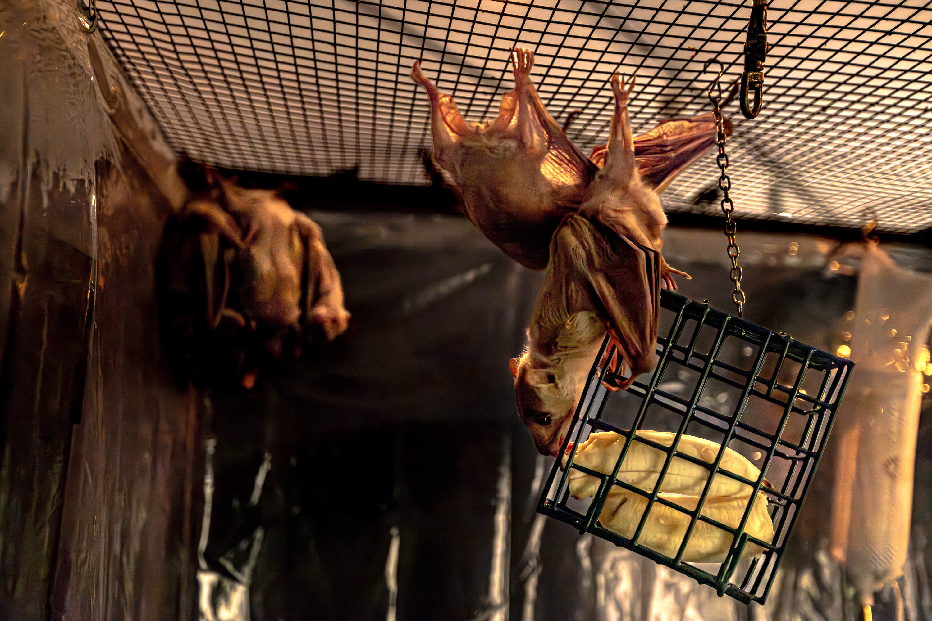 An Egyptian fruit bat enjoys a morning snack of banana from a suet feeder in the bat cage at the Peabody Essex Museum’s “Bats!” exhibition. (Jesse Costa/WBUR)