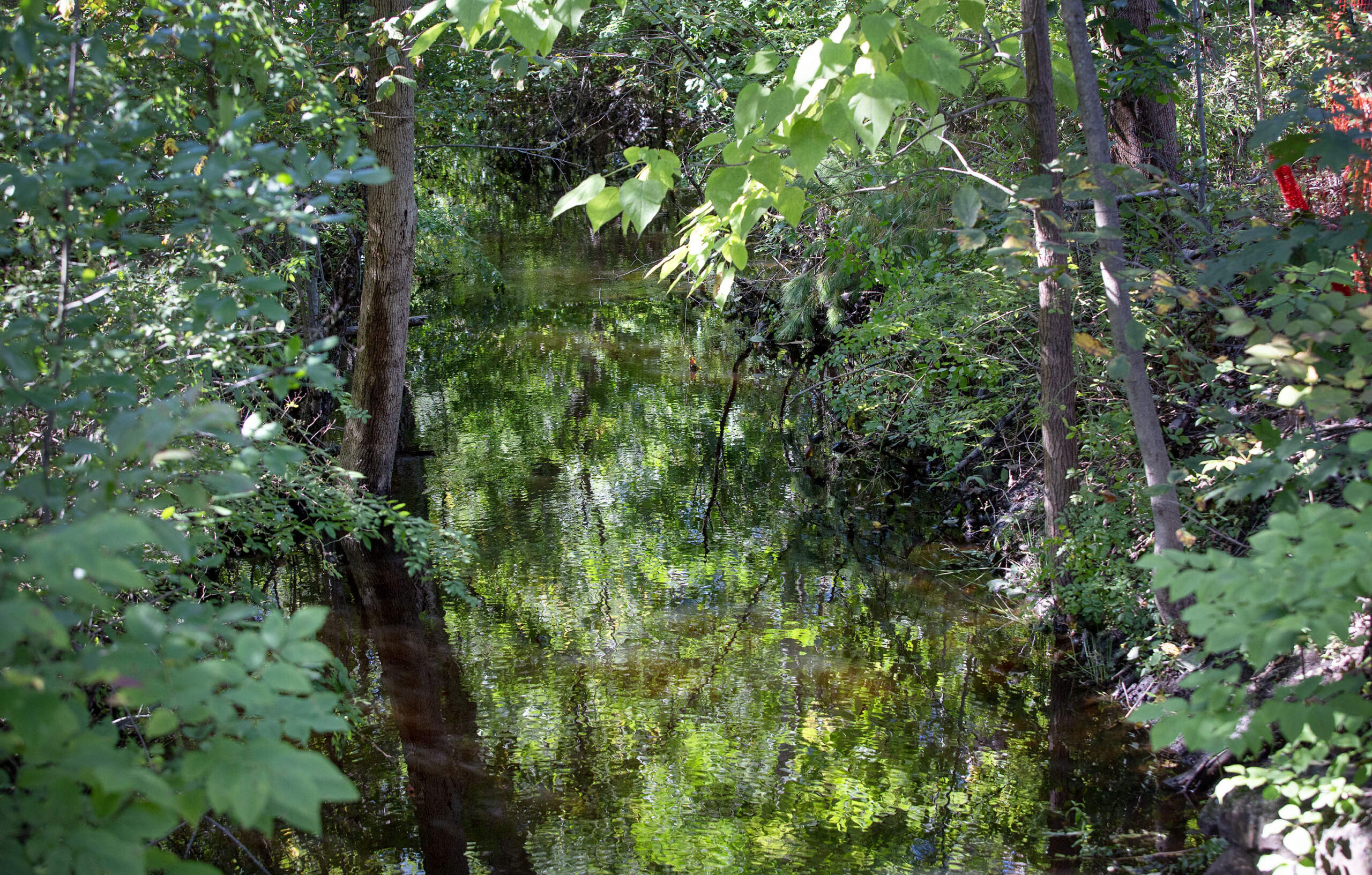 The Aberjona River makes its way across the Maillet, Sommes and Morgan conservation area in Reading. (Robin Lubbock/WBUR)