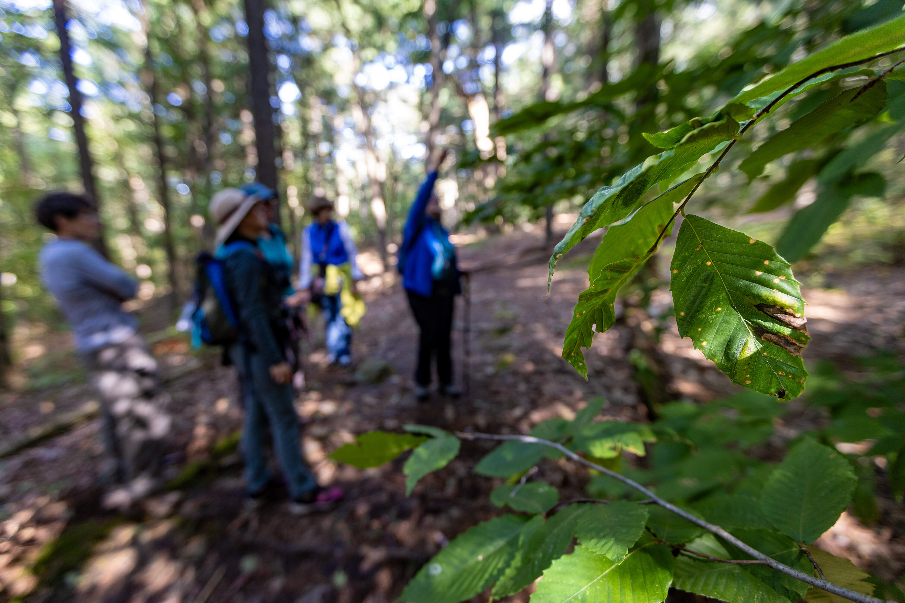 Earthwise Aware volunteer Kathy McGlathery points at some leaves of a beech tree high above that are infected with beech leaf disease at the Middlesex Fells in Winchester. (Jesse Costa/WBUR)