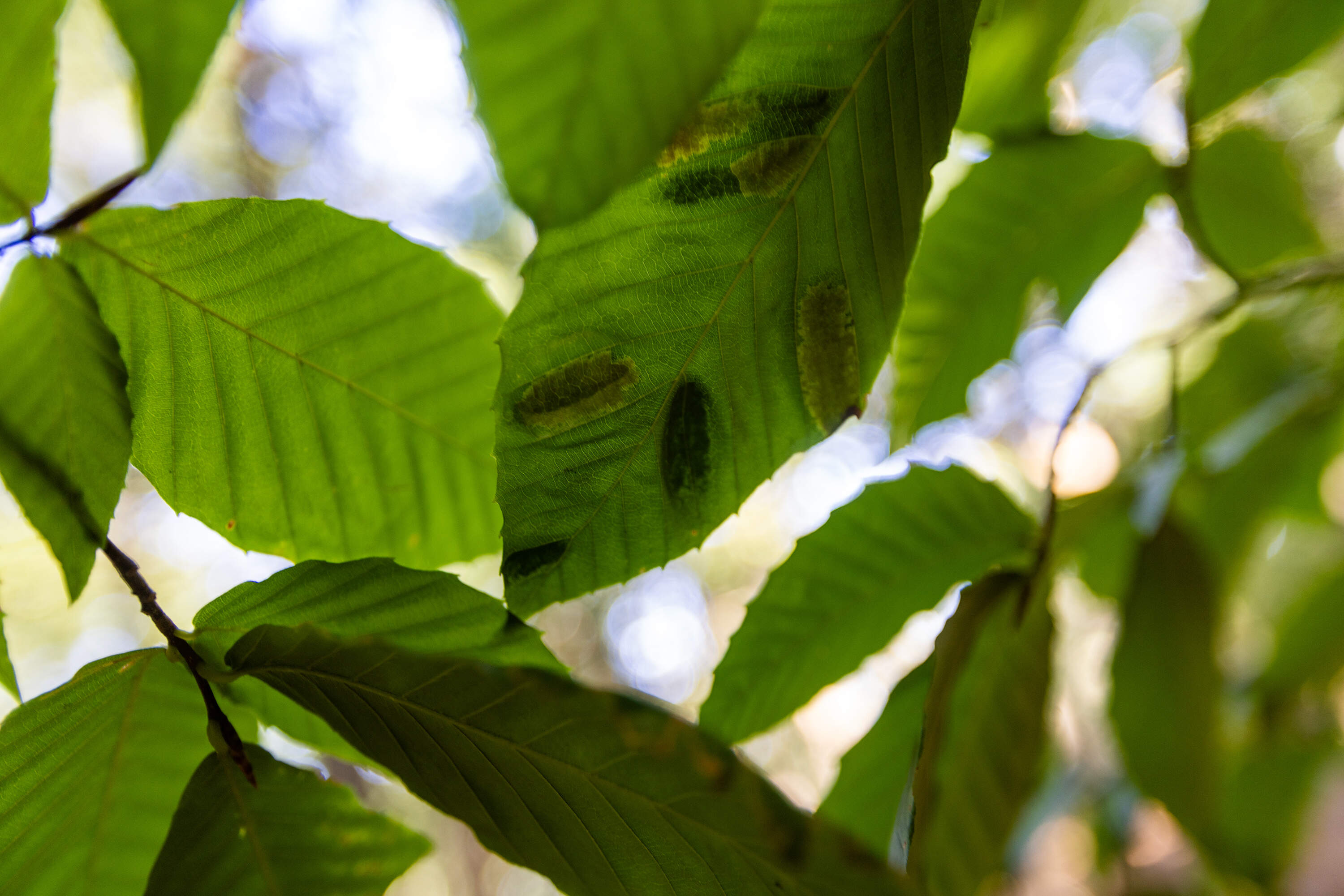 Leaves of a beech tree infected with beech leaf disease at the Middlesex Fells in Winchester. (Jesse Costa/WBUR)