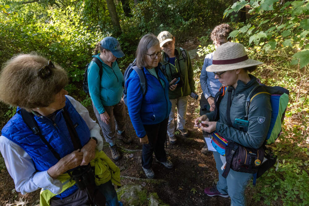 During the hike at the Middlesex Fells, the group examines two different types of acorns they have found on the path. (Jesse Costa/WBUR)