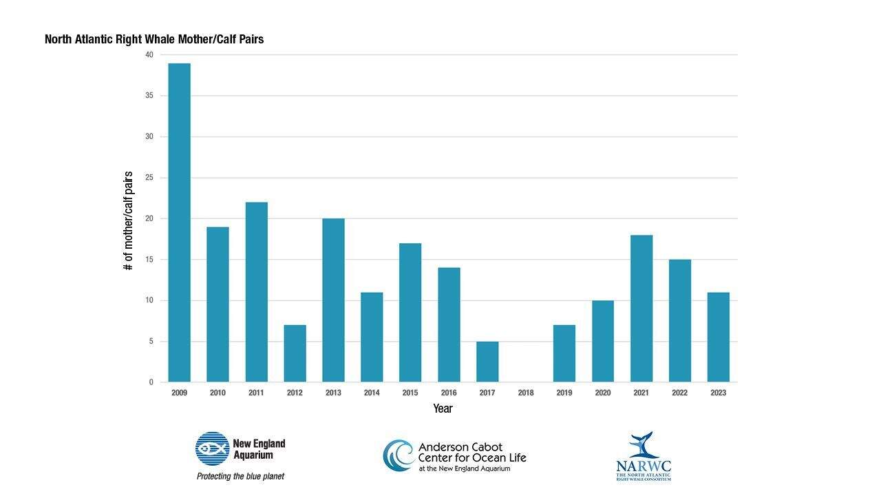 North Atlantic right whale mother/calf pairs, 2009-2023. (Courtesy New England Aquarium)
